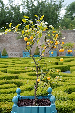 BUXUS_SEMPERVIRENS_AND_ORNAMENTAL_ORANGE_TREE_IN_PARTERRE_GARDEN_AT_CHATEAU_DE_BRECY