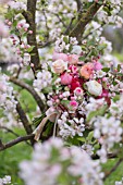 MALUS X EVERESTE  SPRING BOUQUET OF PINK ROSES  RANUNCULUS AND APPLE BLOSSOMS OF THE EVERESTE CRABAPPLE TREE