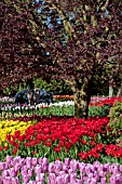 TULIPA, MIXED WOODLAND GARDEN WITH MULTICOLORED TULIPS