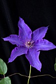CLEMATIS THE PRESIDENT