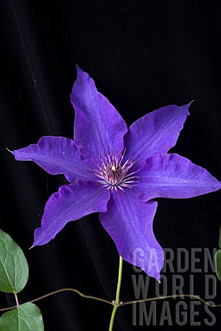 CLEMATIS_THE_PRESIDENT