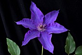 CLEMATIS THE PRESIDENT