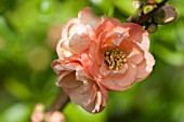 CHAENOMELES, FLOWERING QUINCE, JAPONICA