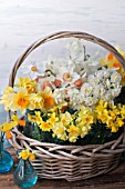 NARCISSUS ACCENT, THALIA, CHEERFULNESS, JETFIRE, TETE A TETE AND POETICUS IN BLUE JARS IN BASKET