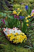 NARCISSUS FALCONET, TETE A TETE, ACCENT AND CHEERFULNESS IN TWIG BASKET IN WOODLAND GARDEN IN SPRING
