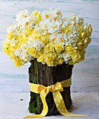 NARCISSUS CHEERFULNESS, SIR WINSTON CHURCHILL AND BRIDAL CROWN IN BARK BASKET