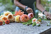 ROSA, DAHLIA, AND CUT FLOWERS ON WOODEN POTTING BENCH