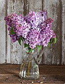 SYRINGA VULGARIS, LILAC BLOSSOMS IN CRYSTAL PITCHER