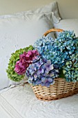 HYDRANGEA MACROPHYLLA NIKKO BLUE, GLOWING EMBERS AND ENDLESS SUMMER IN BASKET ON BED WITH EMBROIDERED LINEN