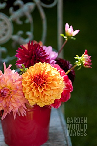 MIXED_DAHLIAS_IN_RED_BUCKET