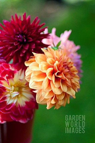 MIXED_DAHLIAS_IN_RED_BUCKET