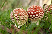 AMANITA MUSCARIA, OR FLY AGARIC, A POISONOUS MUSHROOM