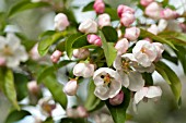 BLOSSOMS OF FLOWERING CRABAPPLE TREE (MALUS)