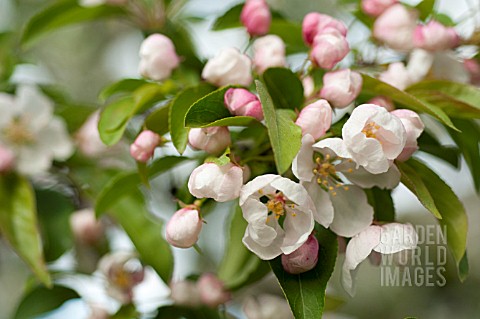 BLOSSOMS_OF_FLOWERING_CRABAPPLE_TREE_MALUS