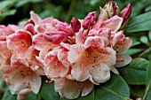 RHODODENDRON PESTES FIRE LIGHT