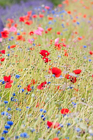MIXED_POPPIES_NEAR_FIELD_OF_LAVENDER_IN_SUMMER