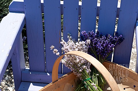 PURPLE_ADIRONDACK_CHAIR_WITH_BASKET_OF_LAVENDER