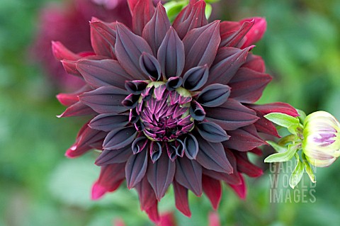 DAHLIA_RIP_CITY_INFORMAL_DECORATIVE_