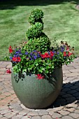 CONTAINER GARDEN WITH BUXUS TOPIARY