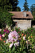 OLD SHED IN DAHLIA GARDEN IN LATE SUMMER