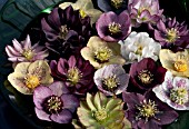 HELLEBORUS X HYBRIDUS, MIXED HYBRIDS FLOATING IN BOWL OF WATER