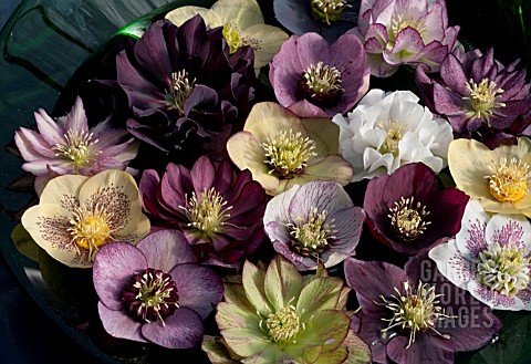 HELLEBORUS_X_HYBRIDUS_MIXED_HYBRIDS_FLOATING_IN_BOWL_OF_WATER