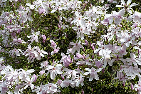 MAGNOLIA_PINKIE_BLOSSOMS_IN_SPRING