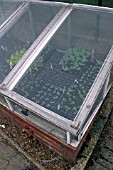 SEEDLINGS IN COLD FRAME WITH PROTECTIVE NETTING