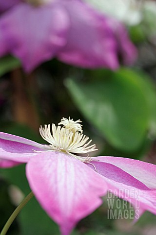 CLEMATIS_PINK_CHAMPAGNE__SYN_KAKIO