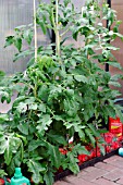 TOMATO PLANTS IN GROWBAGS WITH SUPPORT