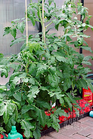 TOMATO_PLANTS_IN_GROWBAGS_WITH_SUPPORT