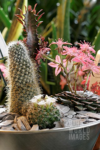 MIXED_CACTI_IN_CONTAINER
