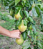 PICKING PEARS