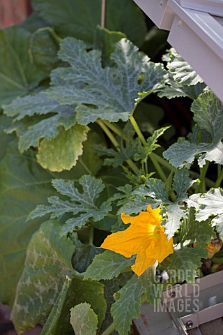 COURGETTES_IN_COLDFRAME
