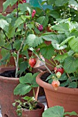 STRAWBERRIES IN TERRACOTTA CONTAINER