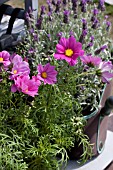 COSMOS AND LAVANDULA IN CONTAINER