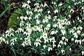 GALANTHUS NIVALIS,   COMMON SNOWDROP,  MASS OF FLOWERS AND FOLIAGE