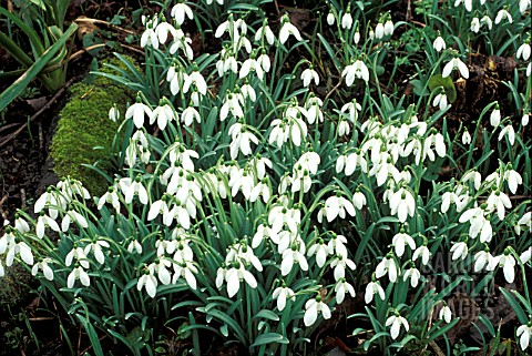 _GALANTHUS_NIVALIS___COMMON_SNOWDROP__MASS_OF_FLOWERS_AND_FOLIAGE