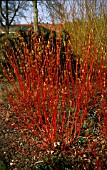 CORNUS ALBA SIBIRICA,  RED BARKED DOGWOOD,  WHOLE PLANT