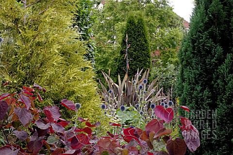CERCIS_CANADENSIS_FOREST_PANSY_AND_ECHINOPS_BANNATICUS_IN_MIXED_BORDER