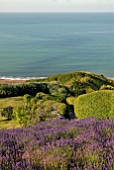 SEA VIEW WITH LAVANDULA ANGUSTIFOLIA HIDCOTE AND PRIVET HEDGES AT CLIFF HOUSE, DORSET