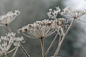 FROSTED SEEDHEADS OF FOENICULUM VULGARE