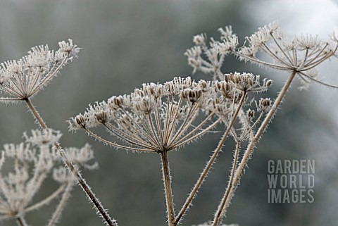 FROSTED_SEEDHEADS_OF_FOENICULUM_VULGARE