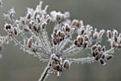 FROSTED SEEDHEAD OF FOENICULUM VULGARE