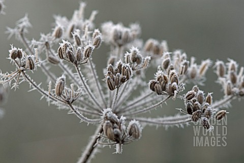FROSTED_SEEDHEAD_OF_FOENICULUM_VULGARE