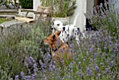 TWO DOGS WITH LAVENDER