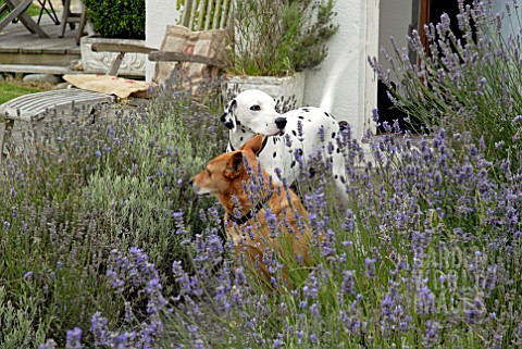 TWO_DOGS_WITH_LAVENDER