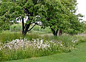 WILD FLOWER AREA IN GARDEN WITH ORCHARD TREES AND LEUCANTHEMUM VULGARE