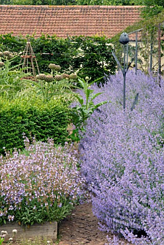 VEGETABLE_GARDEN_AT_HOLT_FARM_SOMERSET_WITH_LARGE_CATMINT_BORDER