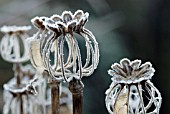 FROSTED SEEDHEADS OF PAPAVER SOMNIFERUM -Editorial use only